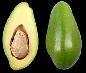 avocado01.jpg avocado01.jpg
