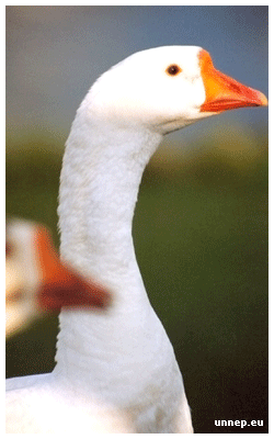 martonnap02.gif martonnap02.gif